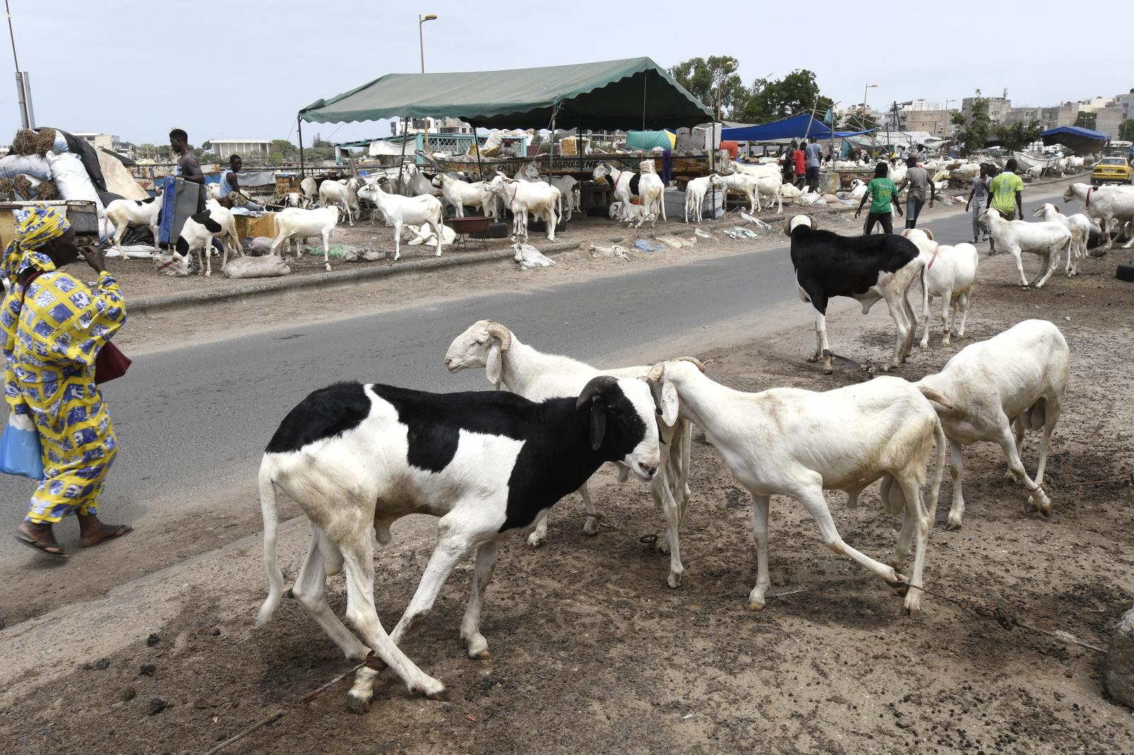 Tabaski 2026 : le Sénégal rassure sur l’approvisionnement en moutons, plus de 490 000 têtes déjà sur le marché