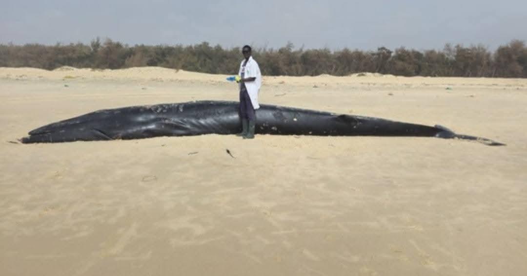 Échouage d’un rorqual à Cayar : le CRODT ouvre une enquête scientifique