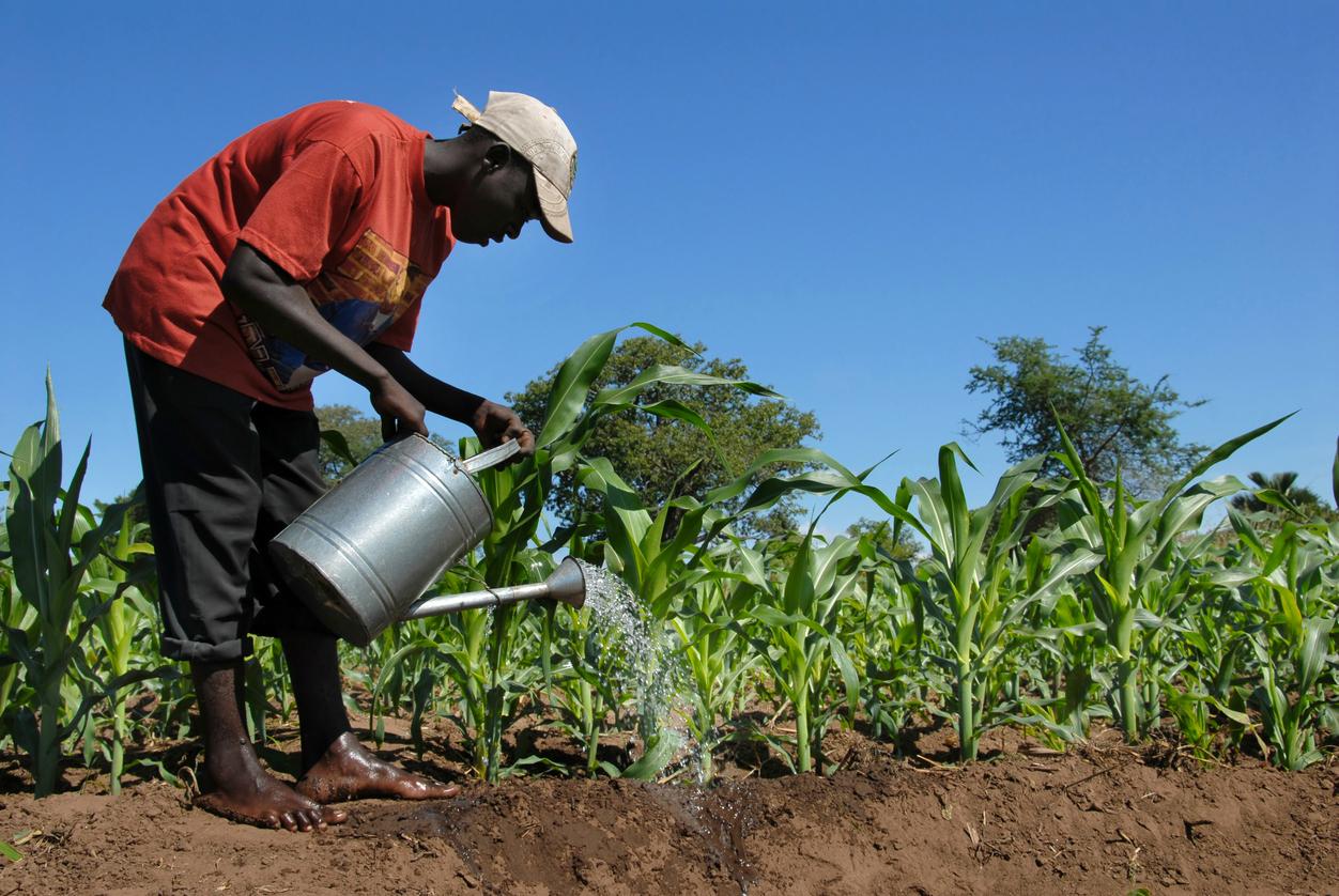 Utilisation des informations climatiques dans l’agriculture en Afrique: Bulletins météo, graines de résilience pour l’Afrique