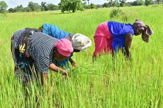 Campagne rizicole au Sénégal : des récoltes record renforcent la souveraineté alimentaire