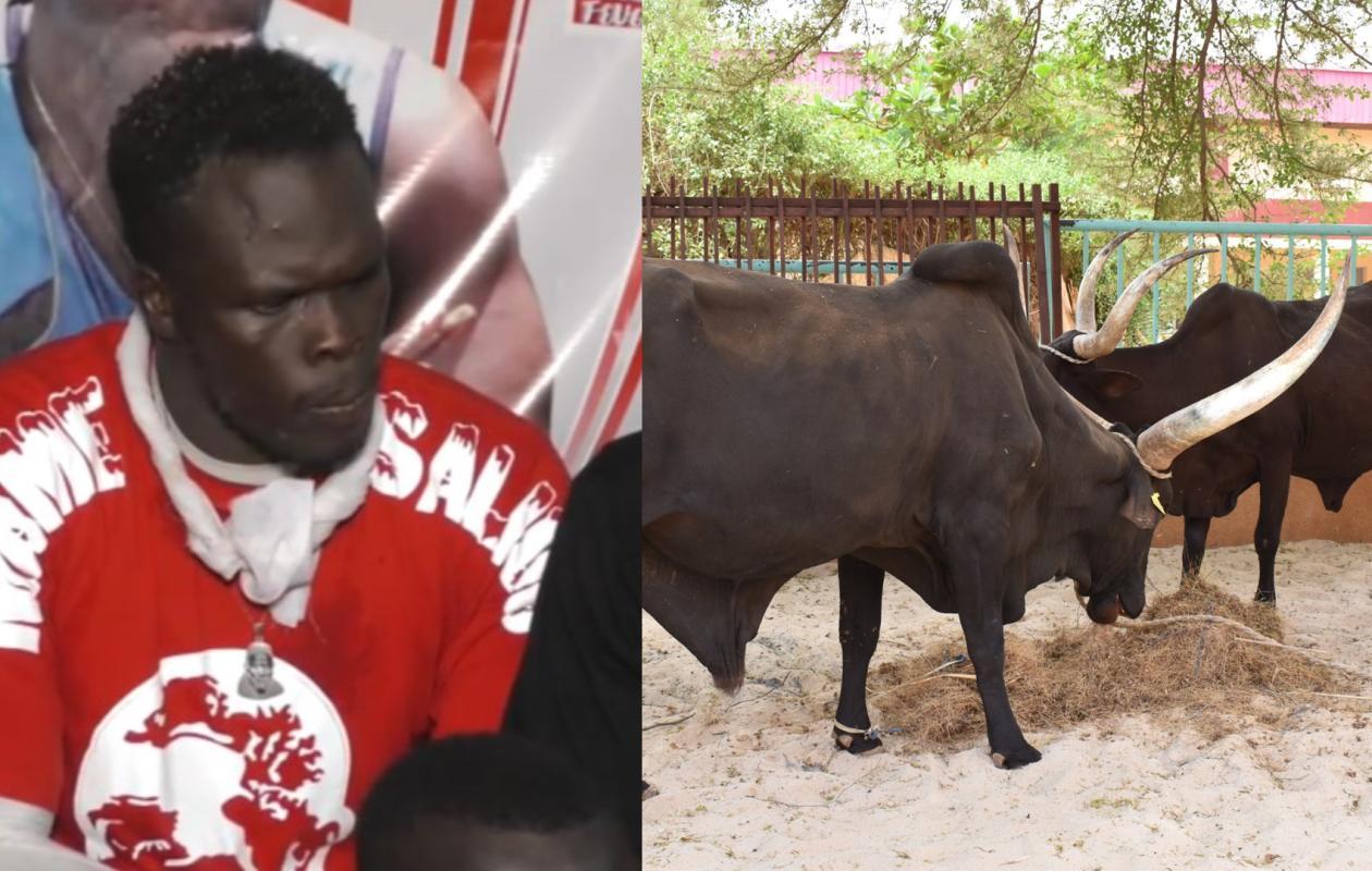 Le lutteur Feugueuleu éclaboussé par une affaire de vol de bétail