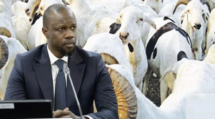 Tabaski 2026 : Ousmane Sonko déploie 21 mesures pour sécuriser l’approvisionnement et casser les prix du mouton  