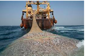 Licences de pêche : la commission d\'enquête parlementaire entame ses auditions sur fond de crise de la ressource